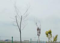 景區(qū)護(hù)欄網(wǎng)顏色如何進(jìn)行選擇？